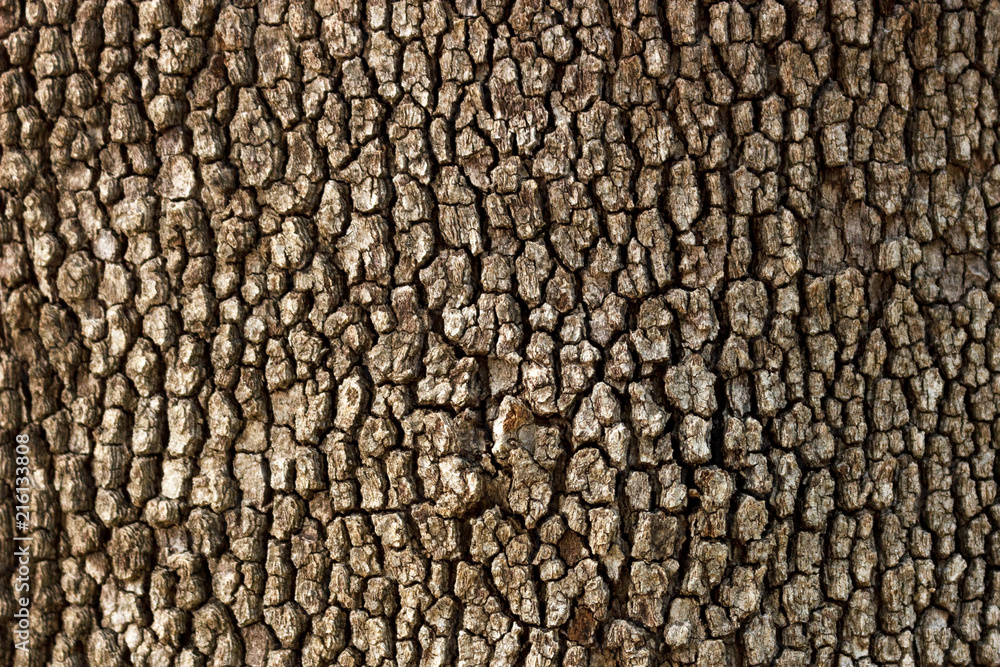 Old Wood Tree Texture Pattern Background in sunny day Old Wood Tree Texture Pattern Background in sunny day