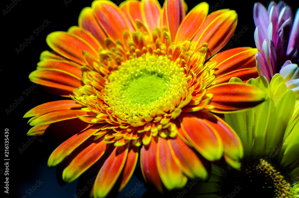 gerbera flower on a black background, gerbera in the shade gerbera flower on a black background, gerbera in the shade