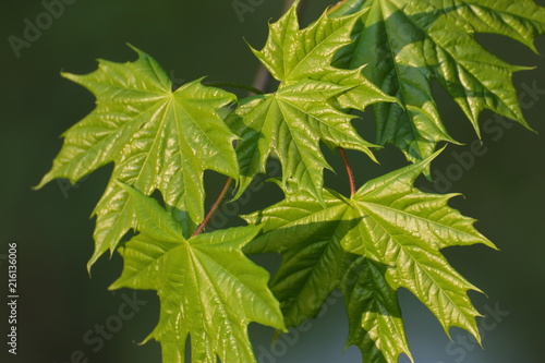 Fototapeta Naklejka Na Ścianę i Meble -  Background with maple leaves with reflection of sunlight