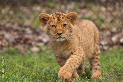Fototapeta Naklejka Na Ścianę i Meble -  Baby lion in grass