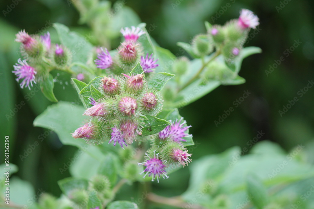  Common Burdock (Arctium) with purple flower on top of head growing beside a country roadway. Kingston, Ontario.   

