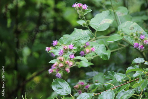  Common Burdock (Arctium) with purple flower on top of head growing beside a country roadway. Kingston, Ontario.   

