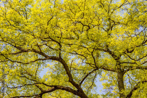Yellow colored tree