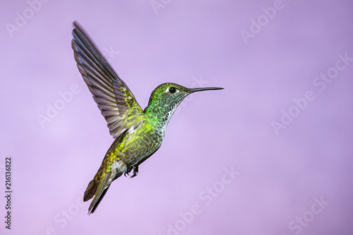 Hummingbird in Flight - Versicolored Emerald (Amazilia versicolor) in Iguazu Falls, Brasil - Argentina major Touristic Destination photo