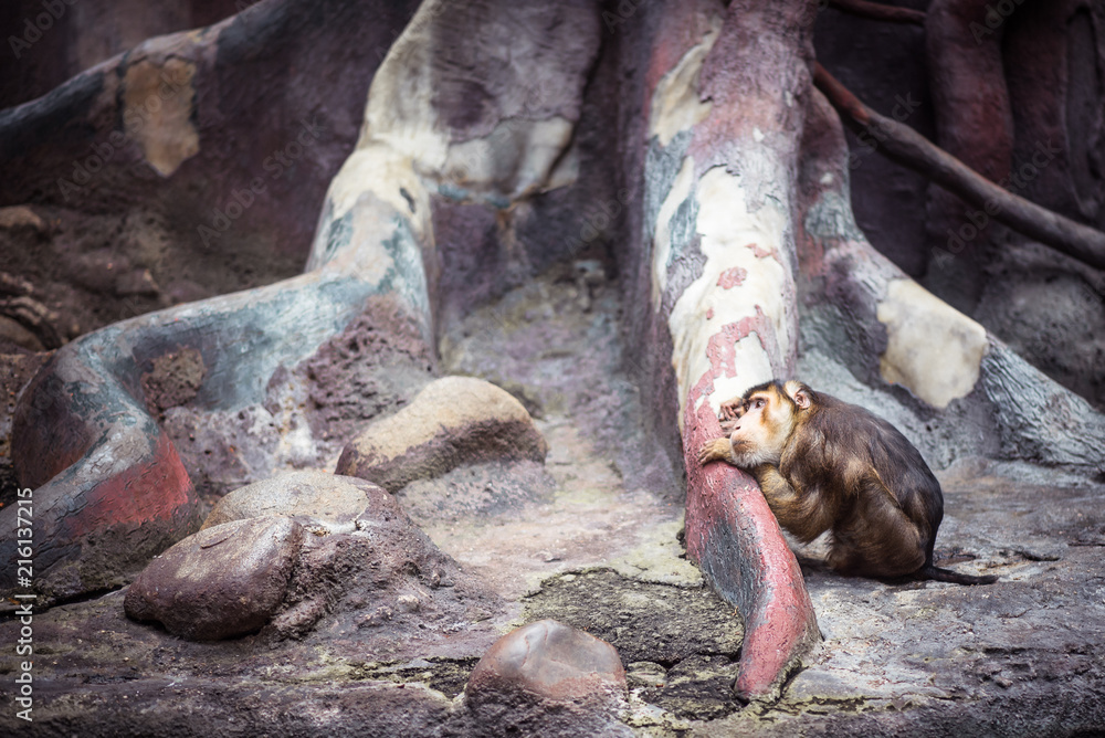 Fototapeta premium Sad little monkey with dreamy look leans to huge tree roots thinking. Crab-eating macaque (Macaca fascicularis) or perhaps Stump tailed (M. Arctoides). Primate psychology and group behaviour concept