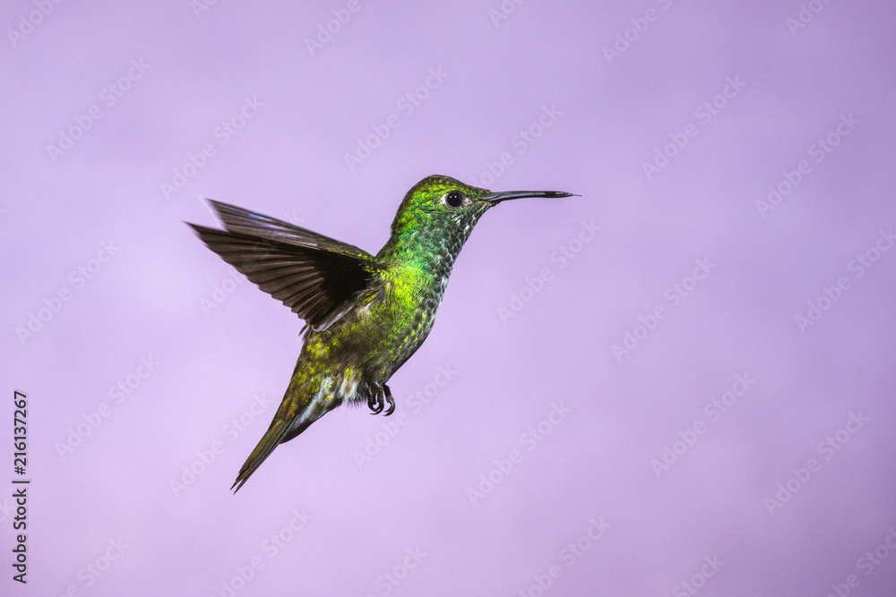 Fototapeta premium Koliber w locie - Szmaragd Versicolored (Amazilia versicolor) w wodospadzie Iguazu, Brazylia - Argentyna.