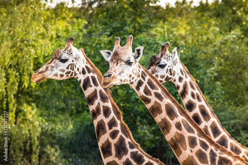 Three cute walking giraffes (Giraffa Camelopardalis) portrait closeup isolated on leafy forest green background. Heads and long necks curiously looking into camera. Nature landscape layout wallpaper