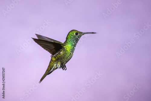 Hummingbird in Flight - Versicolored Emerald (Amazilia versicolor) in Iguazu Falls, Brasil - Argentina major Touristic Destination photo