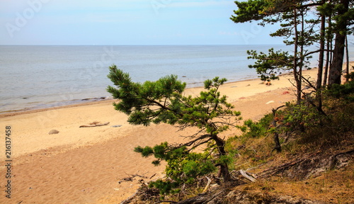Pine tree on the seafront