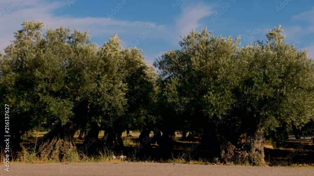 Peaceful crackling of the olive trees on summer wind close to Nyons, Drôme department in southeastern France. Nyons is the capital of olive industry in France. Peaceful crackling of the olive trees on summer wind close to Nyons, Drôme department in southeastern France. Nyons is the capital of olive industry in France.