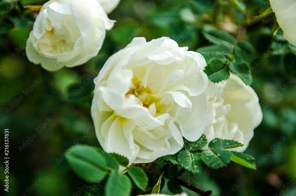 rose in summer, white flower blossomed in the sun rose in summer, white flower blossomed in the sun