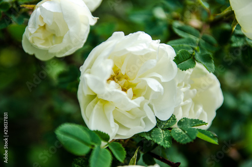 rose in summer, white flower blossomed in the sun