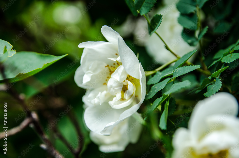 rose in summer, white flower blossomed in the sun rose in summer, white flower blossomed in the sun