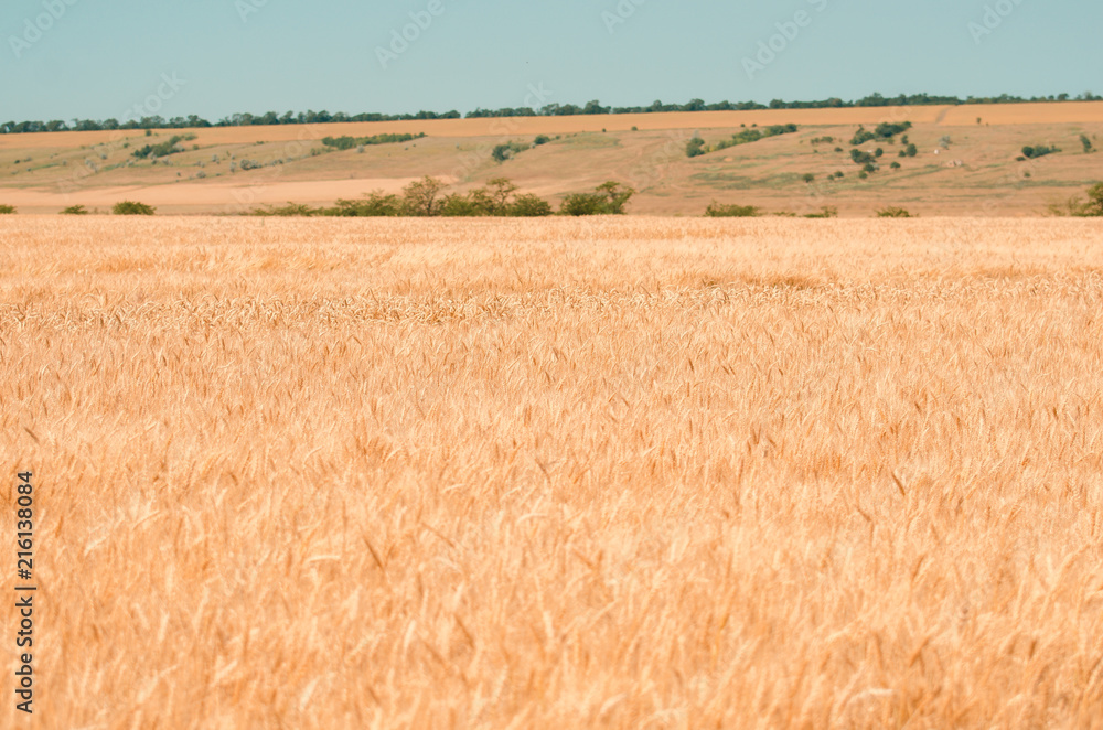 Wheat field. Gold wheat close-up. Rural scenery under the shining sunlight. The concept of a rich harvest.
