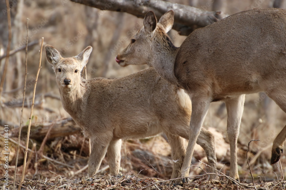 Yezo sika deer's parent and child Yezo sika deer's parent and child
