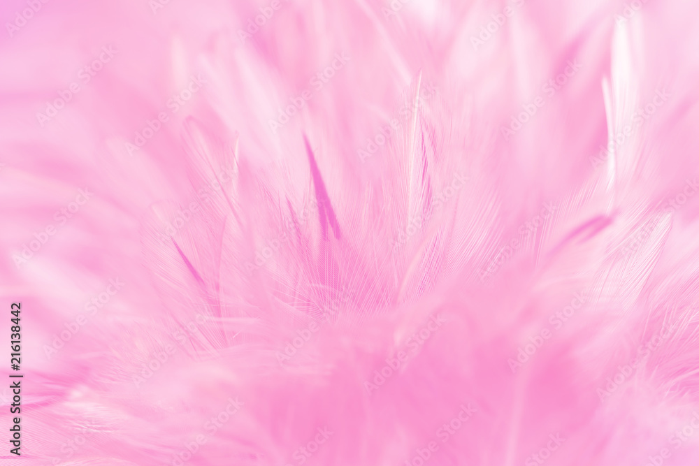 Pink chicken feathers in soft and blur style for background