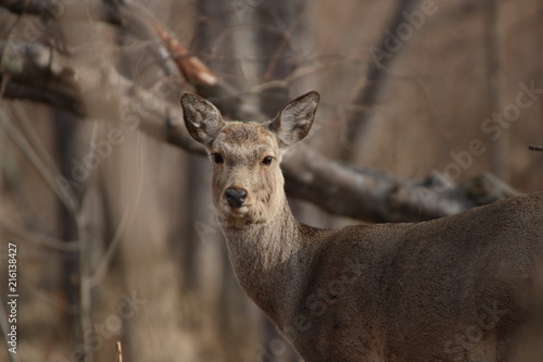 Yezo sika deer's closeup 