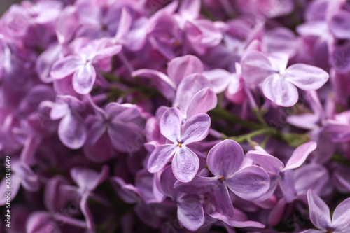 Beautiful blossoming lilac, closeup