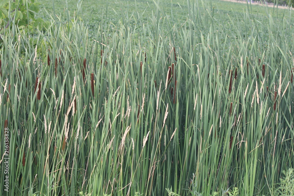 Fototapeta premium Cattails (Typha) in early summer filling up an area of a small marsh. Kingston, Ontario.