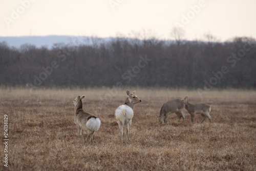 Yezo sika deers in Hokkaido in the early morning