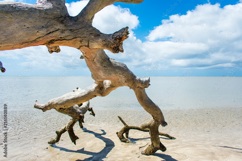 Fototapeta premium arvore na praia