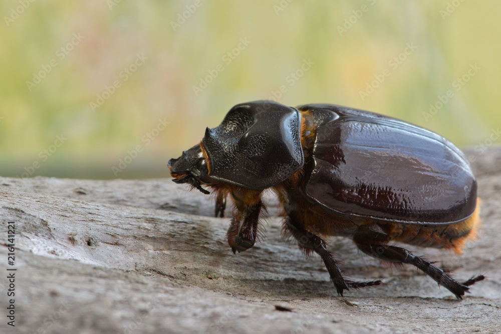 Female Ox beetle (Strategus aloeus) on tree bark side view, insect nature concept Rhinoceros beetle Houston, TX USA. Female Ox beetle (Strategus aloeus) on tree bark side view, insect nature concept Rhinoceros beetle Houston, TX USA.