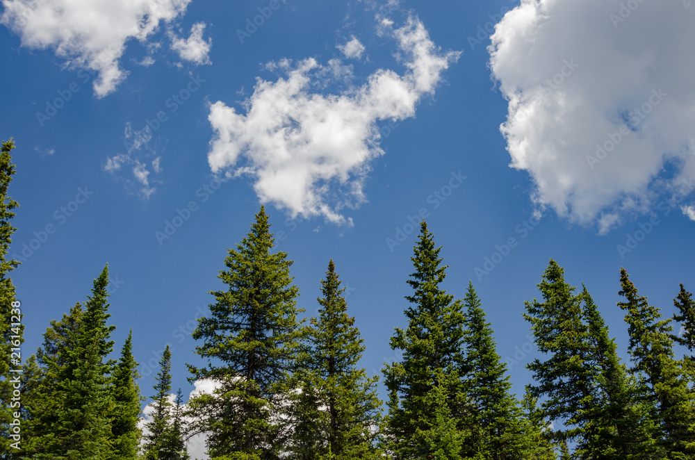 Pine Trees Against Blue Sky Pine Trees Against Blue Sky