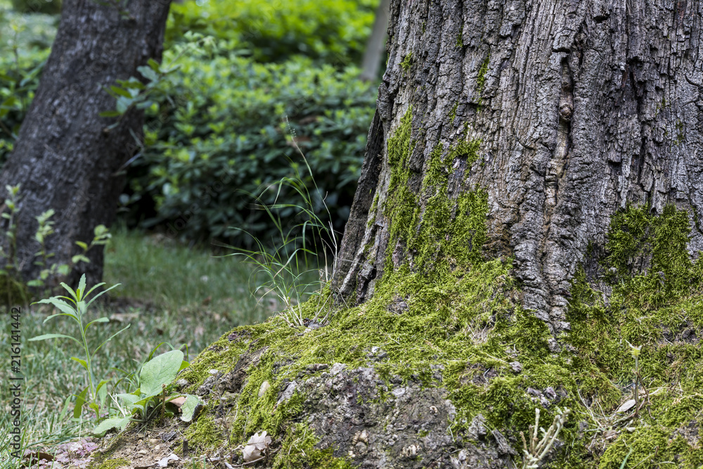 Tree Densely Covered With Moss. Tree Densely Covered With Moss.