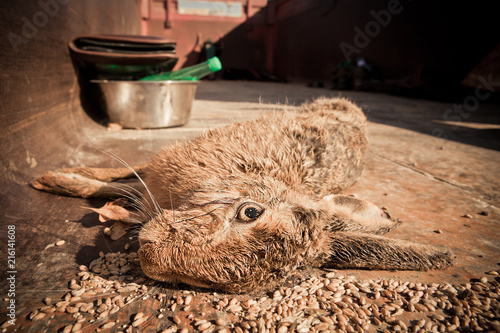 lièvre gibier chasse chasseur tuer mort animal
