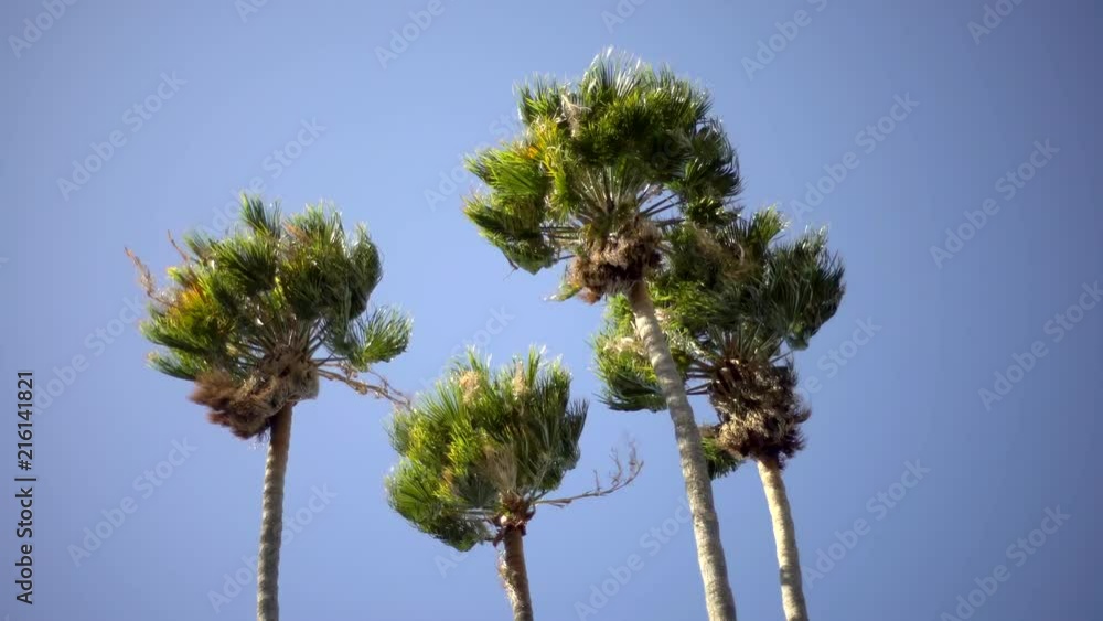 Timelpase of a windy day making palm trees swing around in the sky Timelpase of a windy day making palm trees swing around in the sky