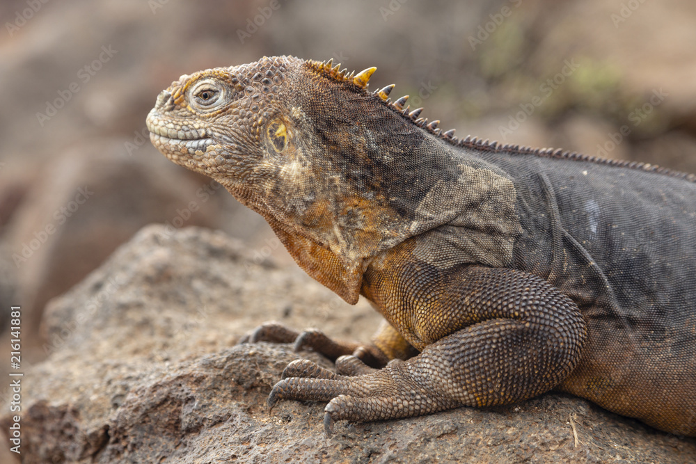 Galapagos Land Lguana (Conolophus subcristatus) in Galapagos Isl Galapagos Land Lguana (Conolophus subcristatus) in Galapagos Isl