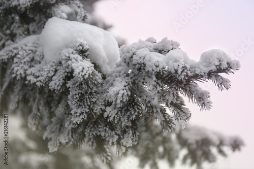 Snowcowered branches. Winter blur background. Frost trees.