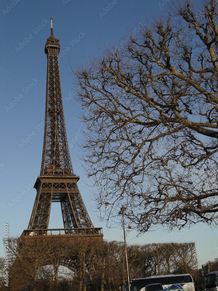 Eiffel Tower and tree