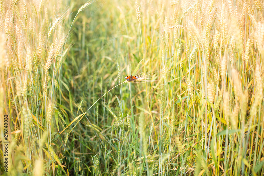 butterflies sit on a spike of a wheaten field