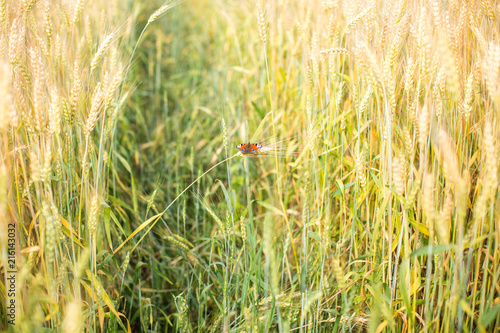 Obraz na płótnie butterflies sit on a spike of a wheaten field w salonie