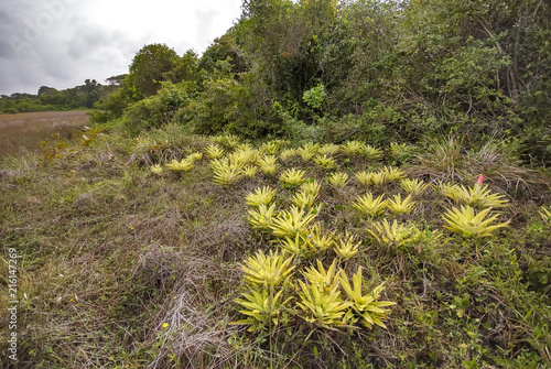 Bromeliad photographed in Guarapari, Espírito Santo - Southeast of Brazil. Atlantic Forest Biome. Picture made in 2007. photo