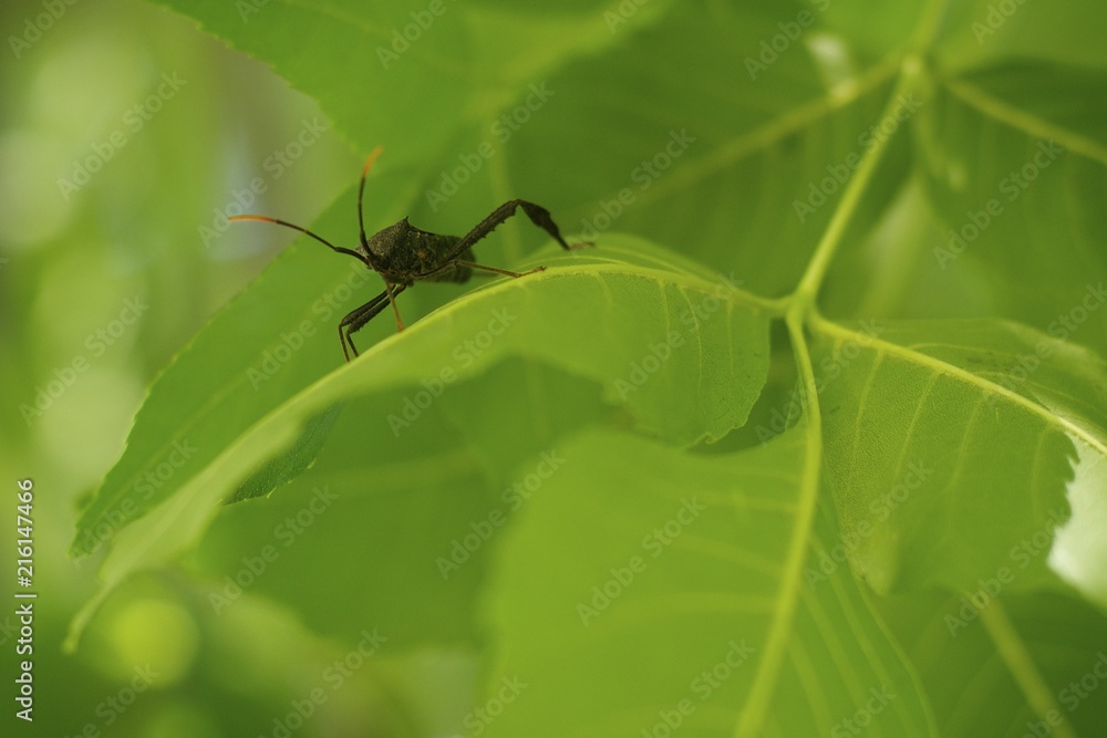 Bug on leaf Bug on leaf