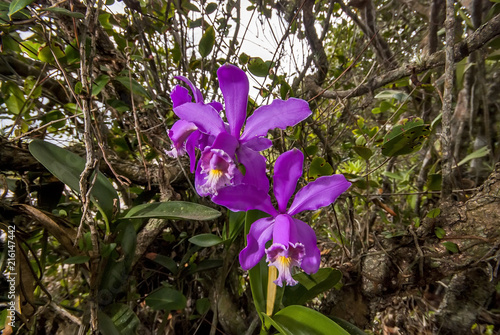Orchid photographed in Guarapari, Espírito Santo - Southeast of Brazil. Atlantic Forest Biome. Picture made in 2007. photo