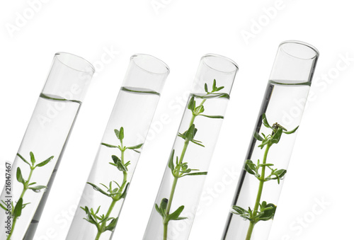 Test tubes with plants on w...