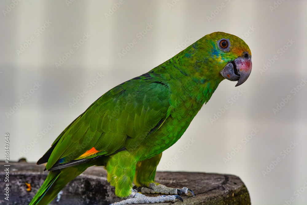 The blue-cheeked amazon (Amazona dufresniana), also known as blue-cheeked parrot or Dufresne's amazon, is a parrot found in northeast South America in eastern Venezuela