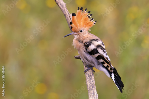 One Hoopoe with open crown sits on a branch on a beautifully blurred background