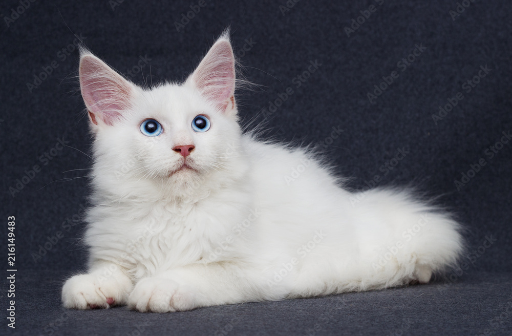 white kitten on a gray background