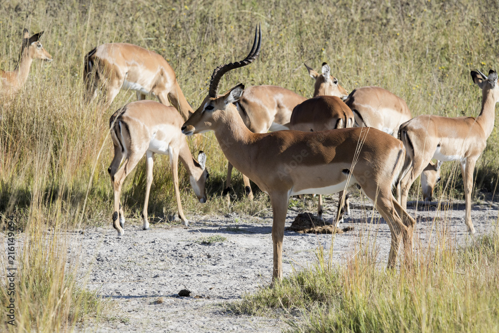 Naklejka premium Herd, Aepyceros melampus, Bwabwata, Botswana