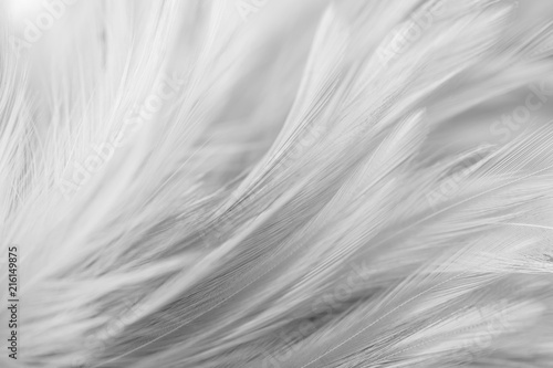 Gray bird and chicken feathers in soft and blur style for the background. dark tone