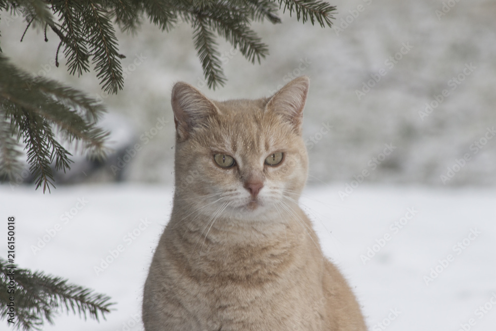 Light coloured orange cat out in the winter snow