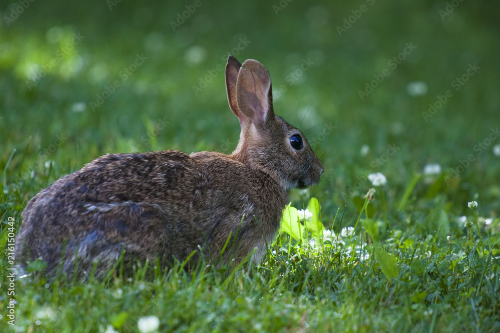 Cute bunny rabbit eating wild clover in a green meadow on a sunny summer day Cute bunny rabbit eating wild clover in a green meadow on a sunny summer day