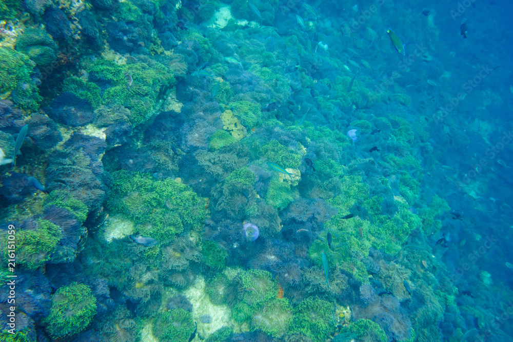 underwater view from snorkelling diving travel underwater view from snorkelling diving travel