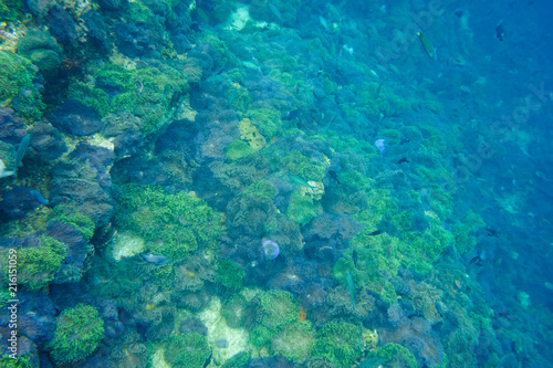 underwater view from snorkelling diving travel