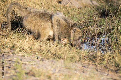 Female  Chacma Baboon  Papio ursinus griseipes  drinking water with chick on belly  Bwabwata  Botswana