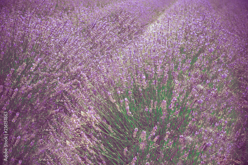 Beautiful lavender field, Long Island New York